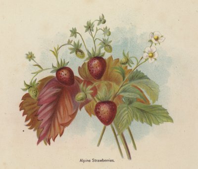 Fresas alpinas de English School